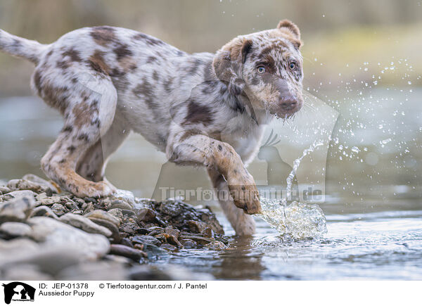 Aussiedor Welpe / Aussiedor Puppy / JEP-01378