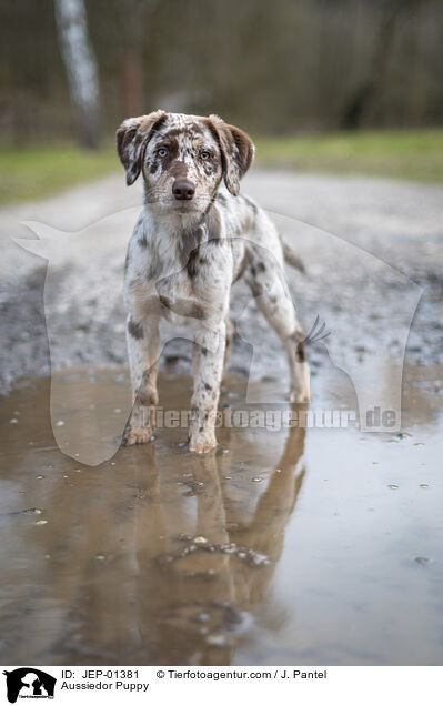 Aussiedor Welpe / Aussiedor Puppy / JEP-01381
