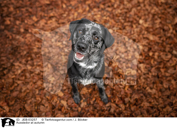 Aussiedor im Herbst / Aussiedor at autumn / JEB-03257