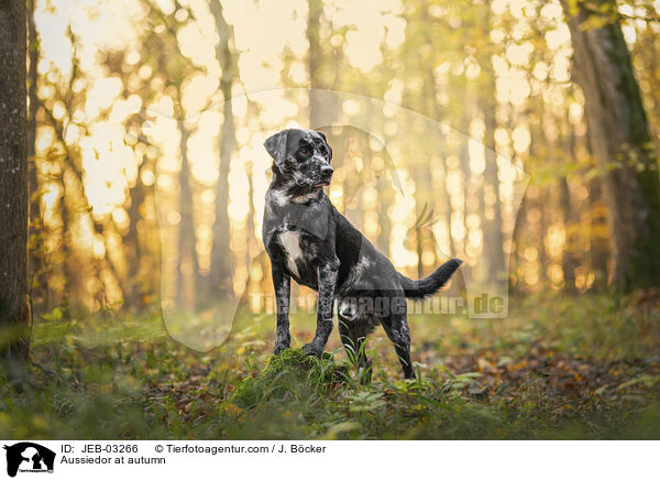 Aussiedor im Herbst / Aussiedor at autumn / JEB-03266