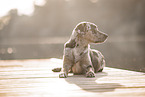 male Aussiedor