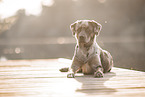 male Aussiedor