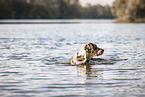 male Aussiedor