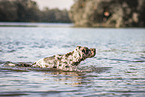 male Aussiedor