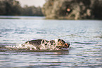 male Aussiedor