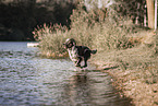 male Aussiedor