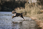 male Aussiedor