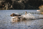 male Aussiedor