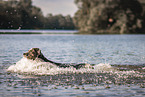 male Aussiedor