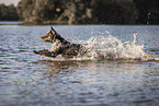 male Aussiedor