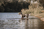 male Aussiedor