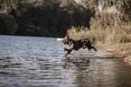 male Aussiedor