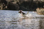 male Aussiedor
