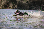 male Aussiedor