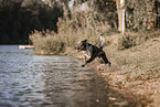 male Aussiedor
