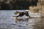male Aussiedor