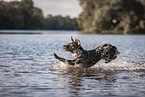 male Aussiedor