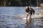 male Aussiedor