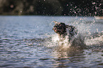 male Aussiedor