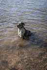 male Aussiedor