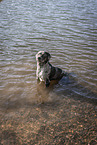 male Aussiedor