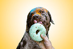 Australian-Shepherd-Labrador-Retriever