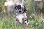 Aussiedor Puppy