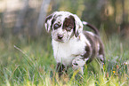 Aussiedor Puppy