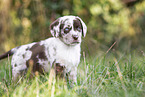 Aussiedor Puppy