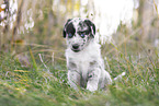 Aussiedor Puppy
