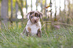 Aussiedor Puppy