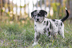 Aussiedor Puppy