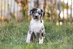 Aussiedor Puppy