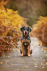 Aussiedor in fall