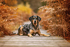 Aussiedor in fall