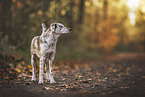 Aussiedor puppy