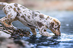 Aussiedor Puppy