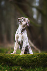 Aussiedor Puppy