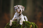 Aussiedor Puppy