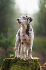 Aussiedor Puppy