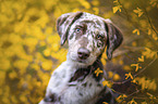 Aussiedor Puppy