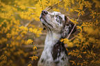 Aussiedor Puppy