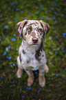 Aussiedor Puppy