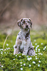 Aussiedor Puppy