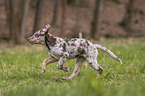 Aussiedor Puppy