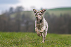Aussiedor Puppy