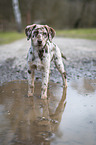 Aussiedor Puppy