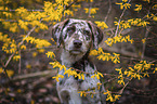 Aussiedor Puppy