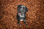 Aussiedor at autumn