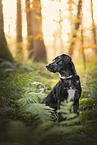 Aussiedor at autumn